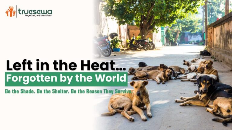 Help 100+ rescued dogs get food and safety. Act now