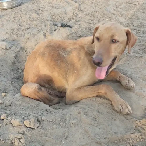 Dogs Truesewa (1)
