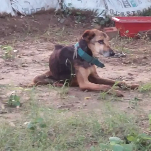 Dogs Truesewa (3)