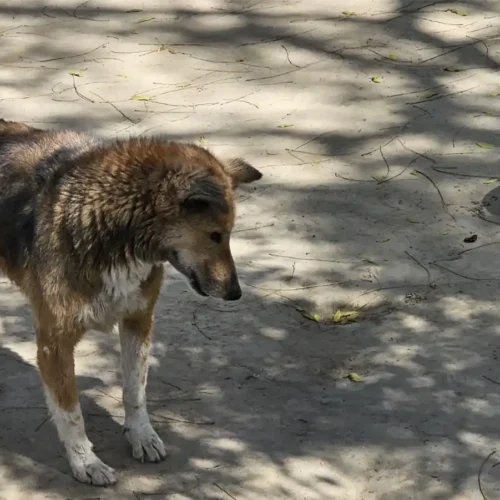 Dogs Truesewa (9)