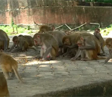 Truesewa- Monkey Feeding-1 (3)