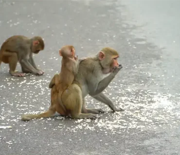 Truesewa- Monkey Feeding (4)