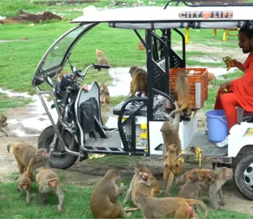 Truesewa- Monkey Feeding (7)